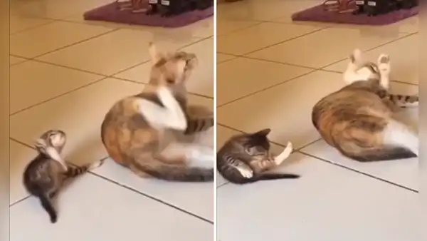 Gato bebé imita todos los movimientos de su madre y tierna escena se vuelve viral