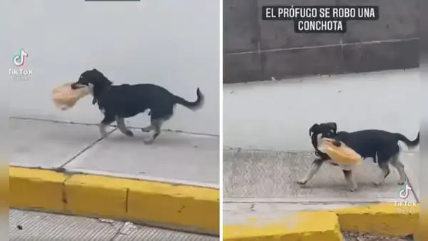 Perrito se ‘roba’ una bolsa de pan y huye de prisa para no ser descubierto