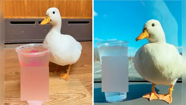 Cómo un pato logró salvar a su dueña de una crisis económica con un video en internet