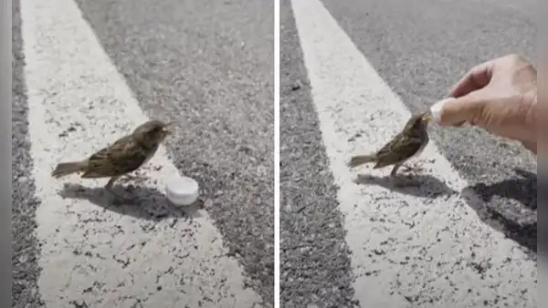 Motociclista se detiene al ver a pájaro sediento en la carretera y le da un poco de agua