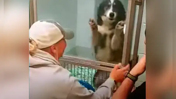 Perrita se emociona al ver nuevamente a sus dueños dentro de un refugio