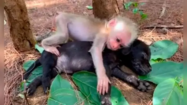 Pequeño monito conoce a un perro y lo abraza fuertemente al sentirse seguro