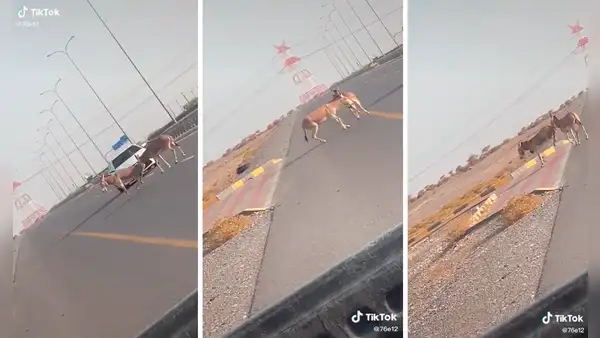 Burro no abandona a su amigo herido y lo ‘ayuda’ a cruzar la pista para que no sea atropellado