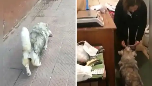 Dueña de negocio lleva 10 años regalando comida para mascotas a la perrita de su vecino