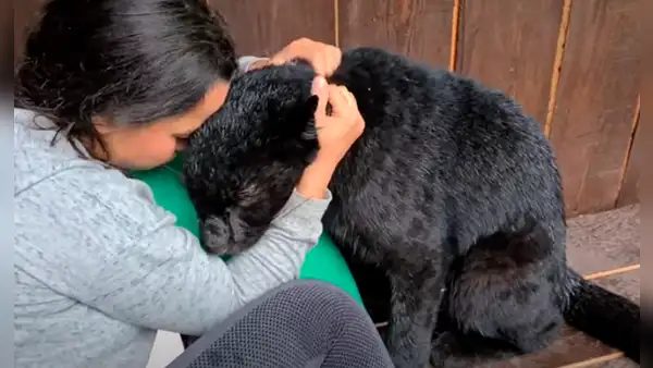 Joven ingresa a jaula de pantera para acariciarla y este se comporta como un ‘indefenso gatito’