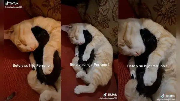 Joven graba cómo su gato cuida a un tierno perrito como si fuera su propia cría