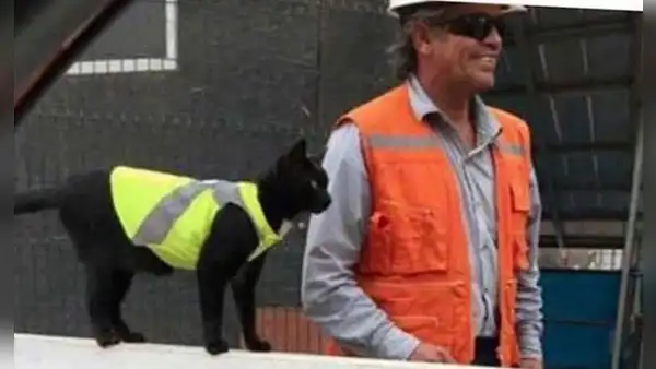 Gatito se refugia en una construcción y los obreros lo adoptan al integrarlo a su equipo 