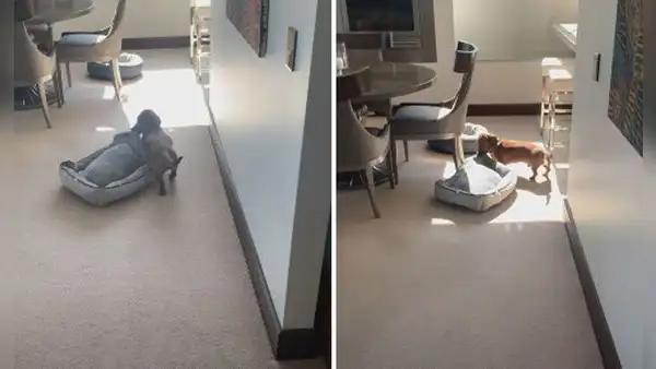 Perrito cambia de sitio su cama para acomodarla donde le dé el sol