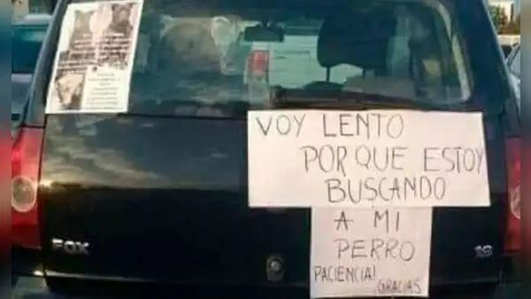Conductor se disculpa por manejar lento tras salir a buscar a su perro que estaba perdido 
