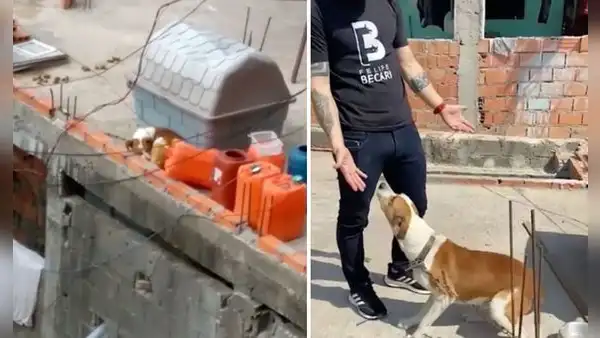 Perrito se emociona al ser rescatado después de vivir dos años encadenado en una azotea