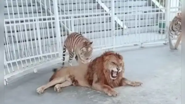Tigre se acerca a león para ‘masajear’ su pelaje, pero este tiene furiosa reacción