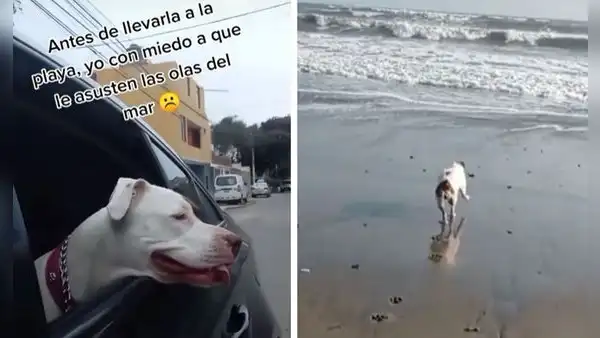 Lleva a su perrita a la playa por primera vez y esta se divierte con las olas