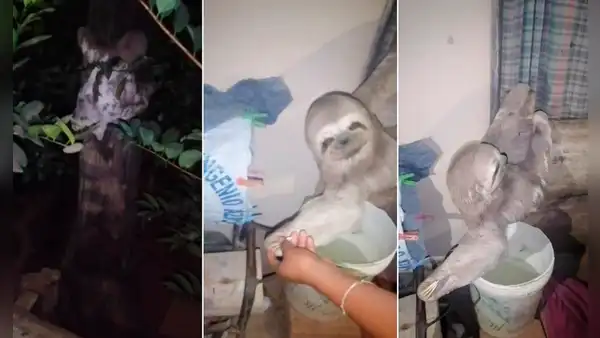 Familia llega a su hogar y se sorprende al encontrar un perezoso colgado en la pared