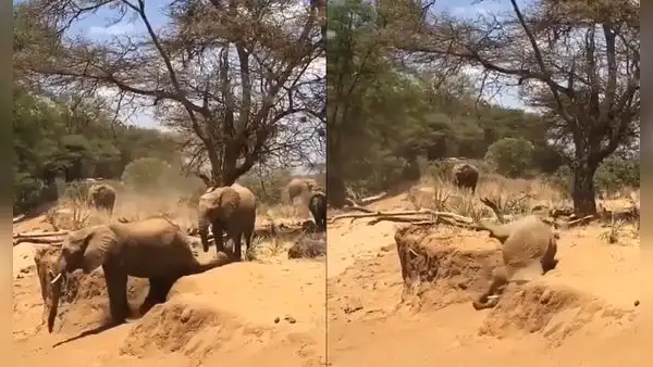 Elefante trata de ‘imitar’ a su compañero pero termina cayéndose