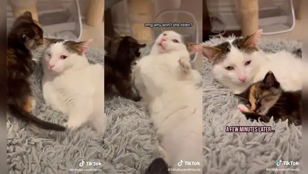 Gatito recién adoptado se gana el cariño de su nuevo ‘hermano’ mayor gracias a su ternura