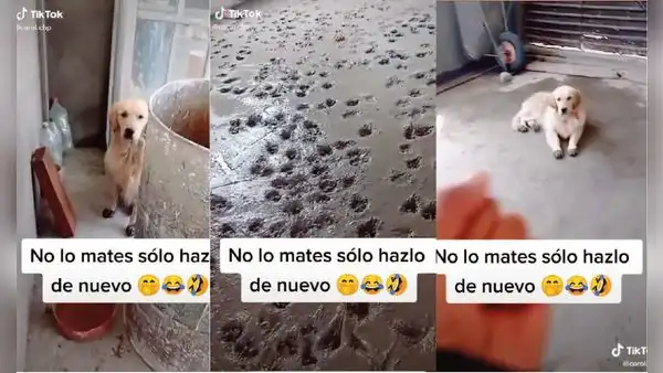 Cachorros dejan huellas en un piso construido de cemento y arruinan la obra de albañiles  