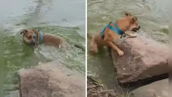 Perrito escapa de un lago tras confundir una rama que flotaba con una serpiente