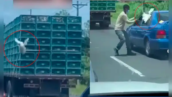 Gallina ‘huye’ de un camión, pero es ‘robada’ por un hombre que bajaba de su auto