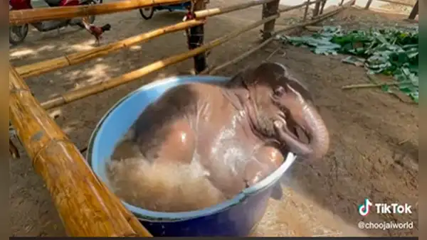 Elefante bebé protagoniza tierna escena mientras tomaba su baño de tina
