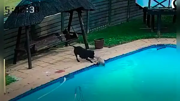 Valeroso perrito se convierte en ‘héroe’ al salvar a su ‘amigo’ que cayó al agua