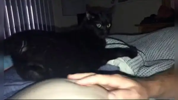 Gatito ‘celoso’ no quiere que el esposo de su dueña embarazada acaricie su barriga