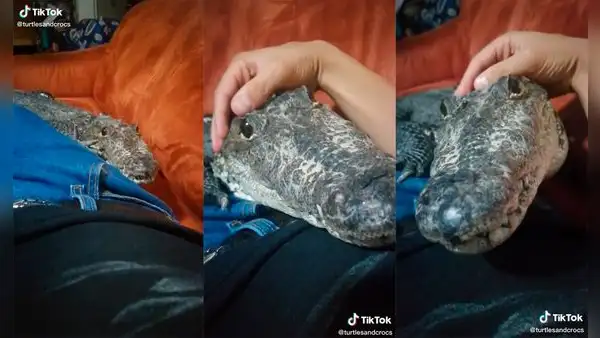 Cocodrilo acude donde su cuidador y se acuesta a su lado para dormir juntos