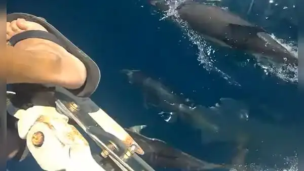 Delfines nadan muy cerca de un hombre que se encontraba paseando en su bote
