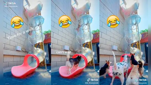 Traviesos perros se divierten jugando en un tobogán como si fueran niños