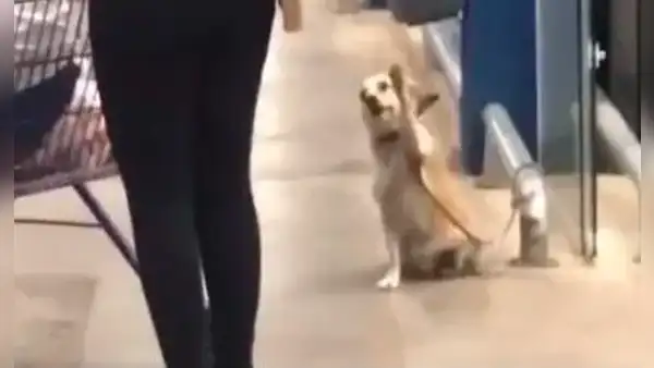 Perrito levanta su patita para despedirse de los clientes en la puerta de un supermercado