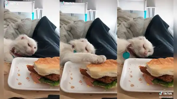 Gata anciana intenta probar la comida de su dueña y finge dormirse para no ser atrapada