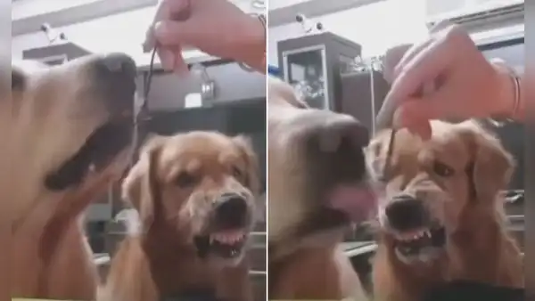 Perro muestra su enojo cuando su dueña le sirve más comida a su ‘hermano’ y no a él
