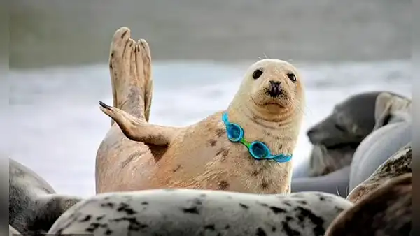 Foca con gafas de buceo alrededor del cuello muestra el alto nivel de contaminación del océano