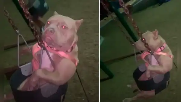 Perrito va al parque y se entretiene con uno de los columpios para niños 