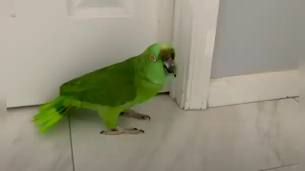 Loro ‘llora’ de manera inconsolable para convencer a su dueña y le permita salir de casa