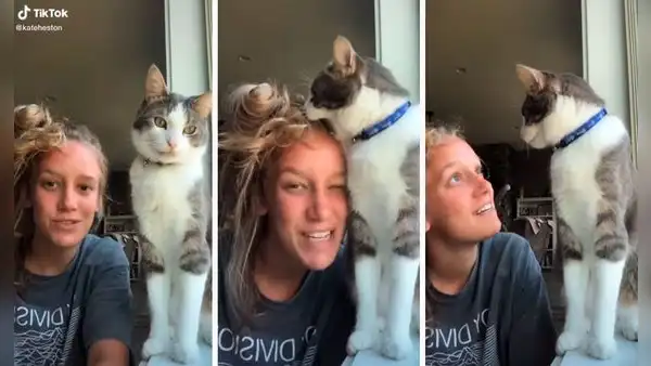 Se acerca a su gato para grabar tierno video, pero este tiene una inesperada reacción