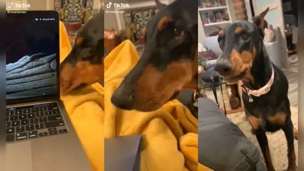 Perro cierra la laptop de su dueña al darse cuenta de que no lo atienden