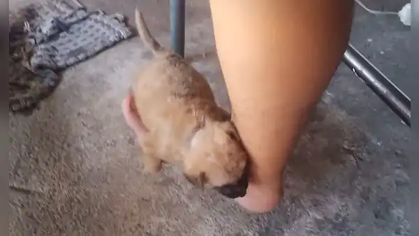 Cachorro se duerme en la pierna de su dueña y protagoniza encantadora escena