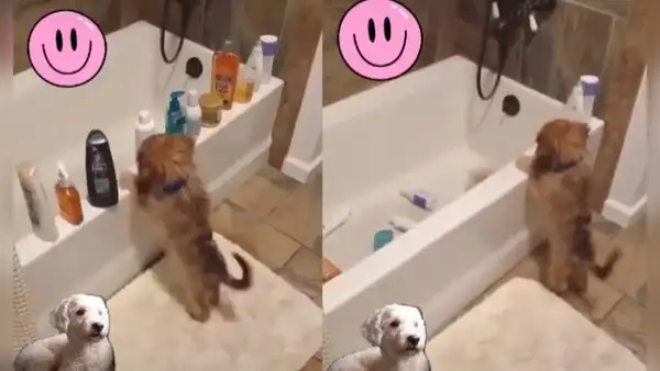 Descubren a perrito travieso tirando todos los envases de aseo dentro de la bañera
