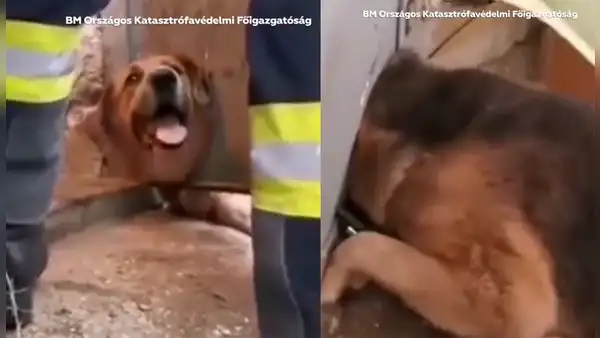 Bomberos logran rescatar a un travieso perro que quedó atrapado en una puerta metálica