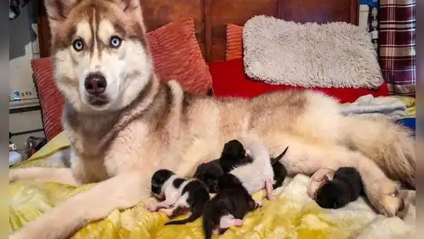 Husky se convierte en ‘mamá’  de gatitos que estaban abandonados en una caja en el bosque