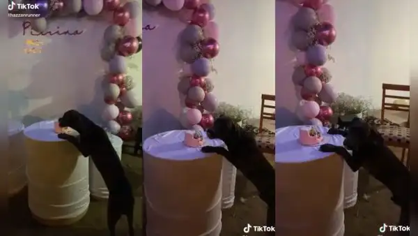 Atrapan a su perrito comiéndose la torta que habían preparado para un cumpleaños