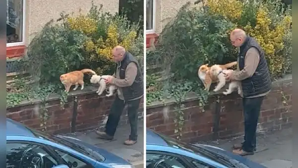 Adulto mayor detiene su paseo para que su perro conozca a un gato callejero y sean ‘amigos’