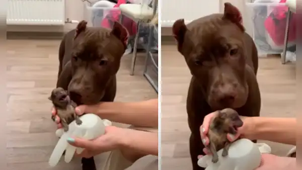 Perrita olfatea y lame a su bebé canino la primera vez que lo ve y enternece las redes