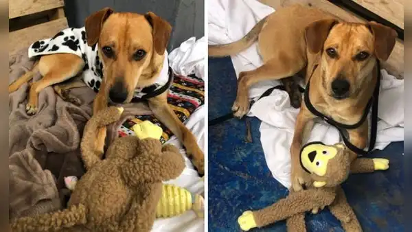 Perrito callejero encuentra una amorosa familia tras ser adoptado por empleados de hotel