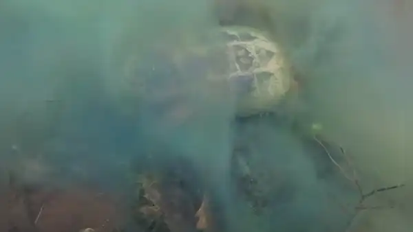 Buceador se sumerge en el fondo del mar y enorme tortuga aparece en el interior