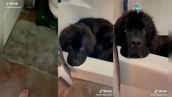 Mujer no encuentra a su tierno perro y lo descubre descansando en la ducha