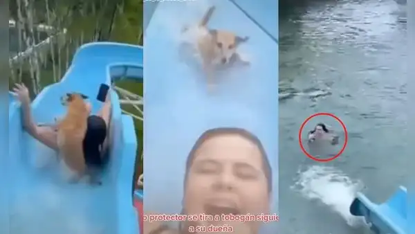 Perrito no puede estar lejos de su dueña y se lanza del tobogán detrás de ella