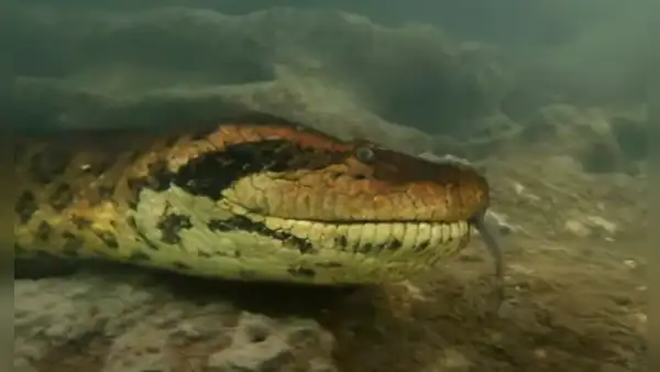 Buzo tiene aterrador encuentro con una letal serpiente en el fondo del mar