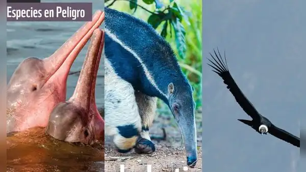 20 animales en peligro de extinción y extintos en Perú 2023