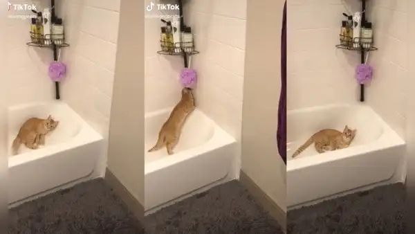 Gatito se ‘molesta’ cuando su dueña le prohíbe jugar con la esponja de baño
